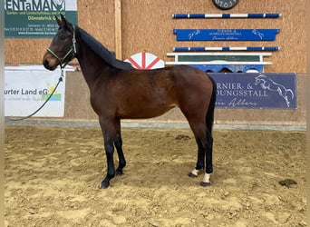 German Sport Horse, Mare, 4 years, 17 hh, Brown