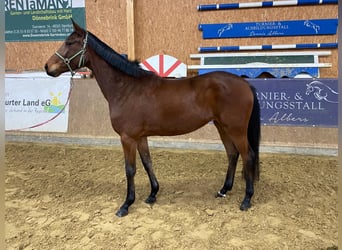 German Sport Horse, Mare, 4 years, 17 hh, Brown