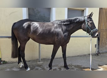 German Sport Horse, Mare, 4 years, 17 hh, Can be white