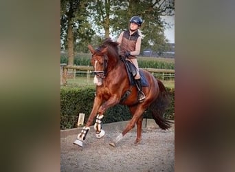 German Sport Horse, Mare, 4 years, 17 hh, Chestnut