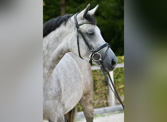 German Sport Horse, Mare, 4 years, 17 hh, Gray-Dapple