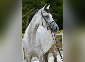 German Sport Horse, Mare, 4 years, 17 hh, Gray-Dapple