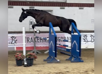 German Sport Horse, Mare, 4 years, 17 hh, Smoky-Black