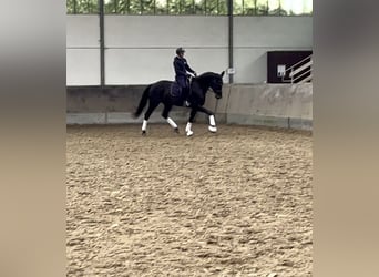 German Sport Horse, Mare, 4 years, 17 hh, Smoky-Black