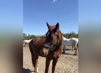 German Sport Horse, Mare, 4 years, 17,1 hh, Chestnut