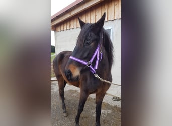 German Sport Horse, Mare, 4 years, Bay-Dark