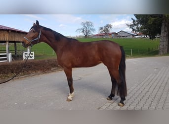 German Sport Horse, Mare, 4 years, Brown