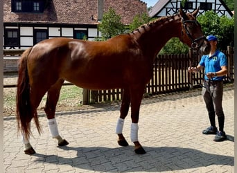 German Sport Horse, Mare, 4 years, Chestnut
