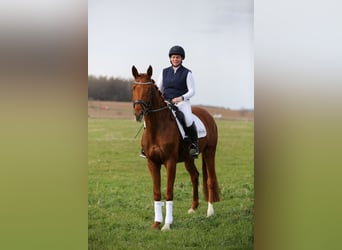 German Sport Horse, Mare, 4 years, Chestnut-Red