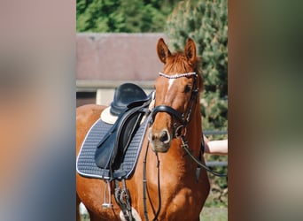 German Sport Horse, Mare, 5 years, 15,1 hh, Chestnut-Red