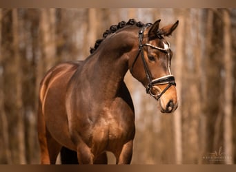 German Sport Horse, Mare, 5 years, 15.2 hh, Bay-Dark