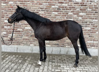 German Sport Horse, Mare, 5 years, 15.2 hh, Black