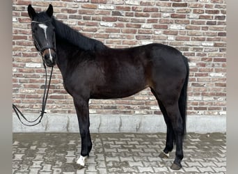 German Sport Horse, Mare, 5 years, 15.2 hh, Black