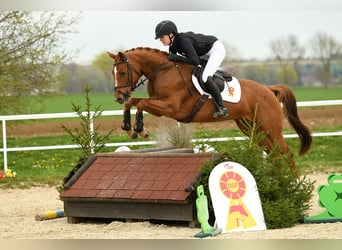 German Sport Horse, Mare, 5 years, 15.2 hh, Chestnut-Red
