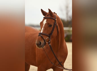 German Sport Horse, Mare, 5 years, 15.2 hh, Chestnut-Red