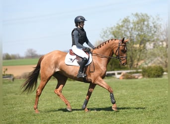 German Sport Horse, Mare, 5 years, 15.2 hh, Chestnut-Red
