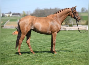 German Sport Horse, Mare, 5 years, 15.2 hh, Chestnut-Red