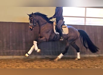 German Sport Horse, Mare, 5 years, 15.3 hh, Brown