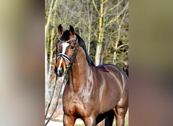German Sport Horse, Mare, 5 years, 15.3 hh, Brown