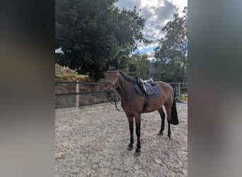German Sport Horse, Mare, 5 years, 15.3 hh, Brown