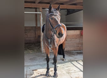 German Sport Horse, Mare, 5 years, 15.3 hh, Brown