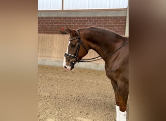 German Sport Horse, Mare, 5 years, 15.3 hh, Chestnut