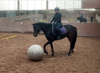 German Sport Horse, Mare, 5 years, 15.3 hh, Smoky-Black