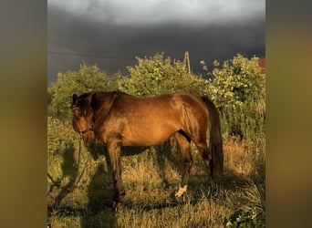 German Sport Horse Mix, Mare, 5 years, 15,1 hh, Bay