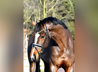German Sport Horse, Mare, 5 years, 15,3 hh, Brown