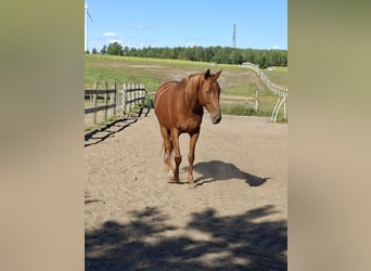 German Sport Horse, Mare, 5 years, 15,3 hh, Chestnut-Red
