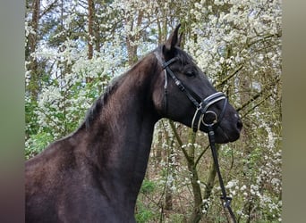 German Sport Horse, Mare, 5 years, 16.1 hh, Bay-Dark