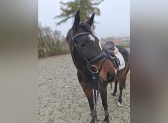 German Sport Horse, Mare, 5 years, 16,1 hh, Bay-Dark