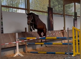 German Sport Horse, Mare, 5 years, 16.1 hh, Bay-Dark