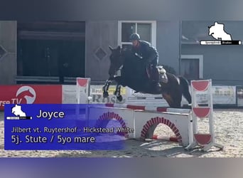 German Sport Horse, Mare, 5 years, 16.1 hh, Bay-Dark