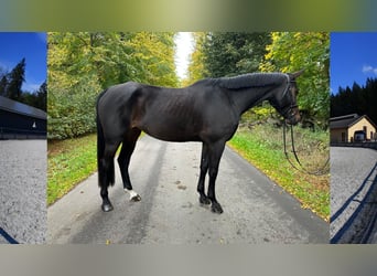 German Sport Horse, Mare, 5 years, 16.1 hh, Bay-Dark