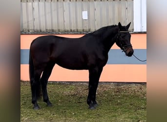 German Sport Horse, Mare, 5 years, 16,1 hh, Bay-Dark