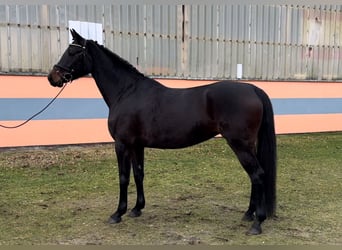 German Sport Horse, Mare, 5 years, 16,1 hh, Bay-Dark