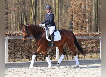 German Sport Horse, Mare, 5 years, 16.1 hh, Brown