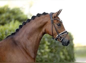 German Sport Horse, Mare, 5 years, 16.1 hh, Brown