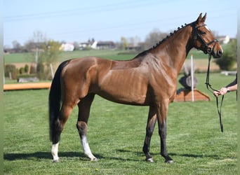 German Sport Horse, Mare, 5 years, 16.1 hh, Brown