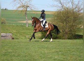 German Sport Horse, Mare, 5 years, 16.1 hh, Brown