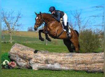 German Sport Horse, Mare, 5 years, 16.1 hh, Brown