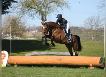 German Sport Horse, Mare, 5 years, 16.1 hh, Brown