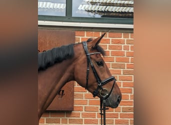 German Sport Horse, Mare, 5 years, 16.1 hh, Brown