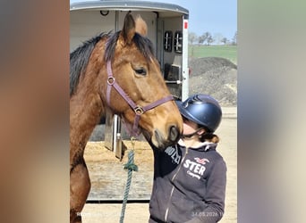 German Sport Horse, Mare, 5 years, 16.1 hh, Brown