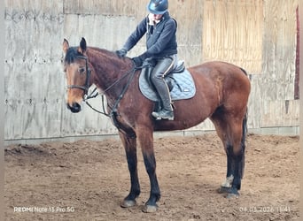 German Sport Horse, Mare, 5 years, 16.1 hh, Brown