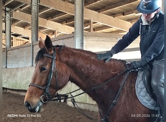German Sport Horse, Mare, 5 years, 16.1 hh, Brown