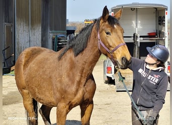 German Sport Horse, Mare, 5 years, 16.1 hh, Brown
