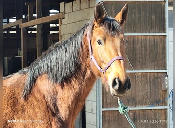 German Sport Horse, Mare, 5 years, 16.1 hh, Brown