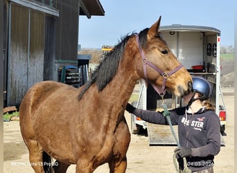 German Sport Horse, Mare, 5 years, 16.1 hh, Brown